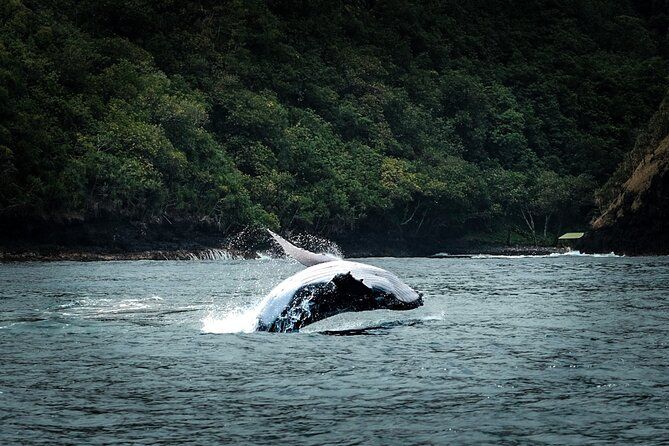 Half Day Whale Watching in a Small Shared Group