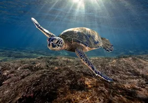 POIPU SEA KAYAK TOUR - Turtle, Dolphins and Snorkel