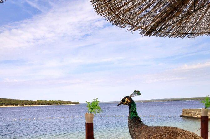NP Brijuni Island Swimming & Dolphin Watching Sunset Cruise
