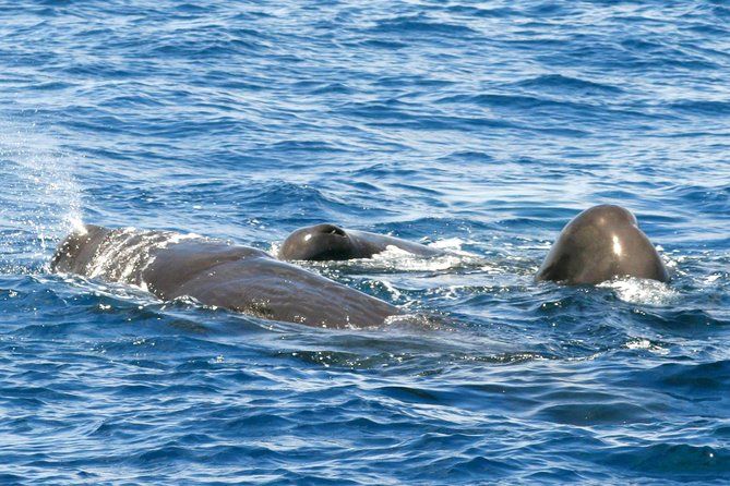 Whale and Dolphin Watching Cruise in St Lucia