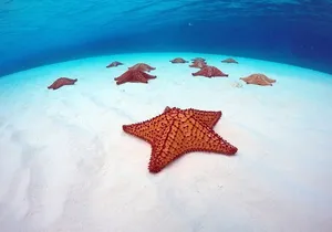 Cozumel El Cielo All Inclusive Tour from Cancun