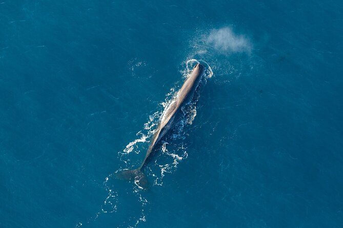 Kaikōura Whale Watching - Whales and Cray Tails
