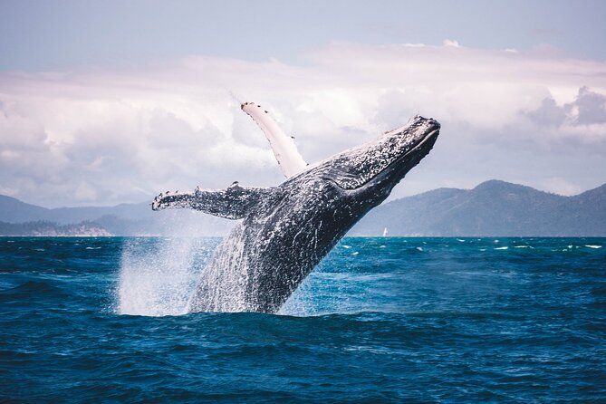 Humpback Whale Watching Tahitian Peninsula