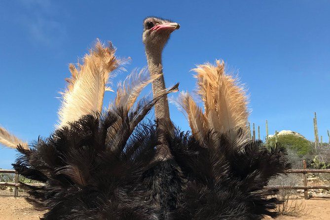 Aruba Ostrich Farm Tour with Lunch