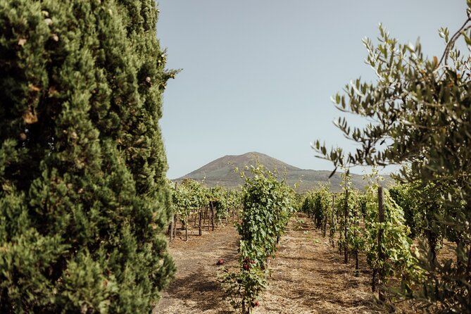 Private Day Tour to Pompeii and Vesuvio Wineries from Rome