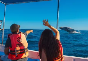 Whale Watching Experience in Cabo San Lucas 2 hours