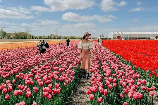 Amsterdam: Tagesausflug zur Tulpenfarm, Keukenhof + Windmühlen-Kreuzfahrt