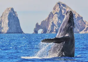 Los Cabos All Included Whale Watching Experience