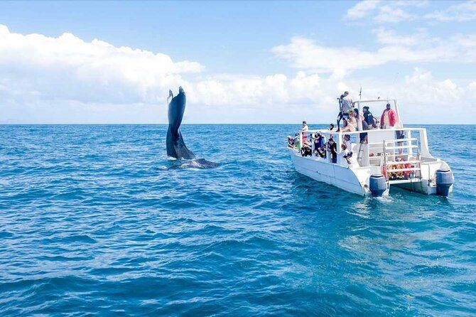 Full-Day Whale Watching Tour in Samana Bay from Cabeza de Toro