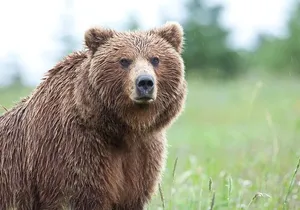 Ultimate Alaskan Adventure: Ocean Wildlife to Interior Wilderness 9 Day/8 Nights