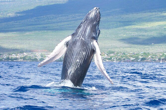 From Kihei 2-in-1 Molokini Snorkel & Whale Watch Tour Zodiac Raft