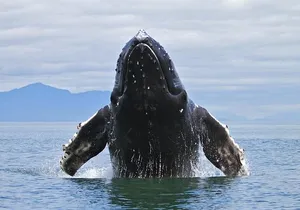 Samana Tours (With Whales) Full Day Excursion! All inclusive Tour!