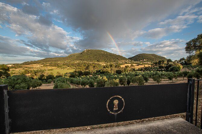 Tour to olive grove and olive mill, oil tasting and snack