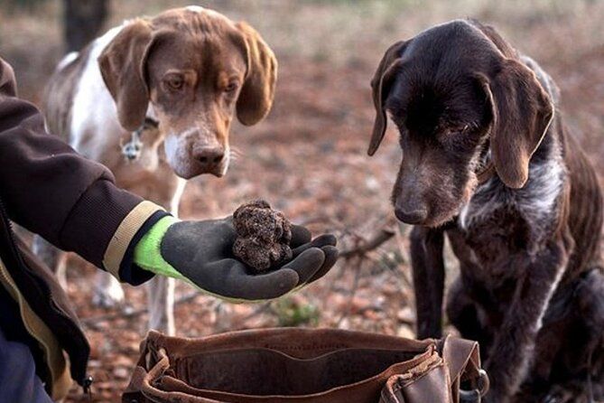 Truffle hunting tour from Rijeka