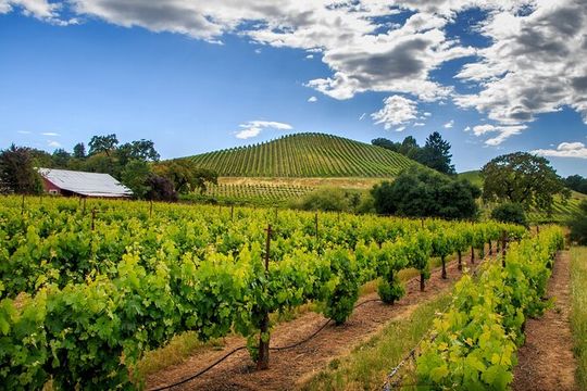 Private Tour Napa and Sonoma Valley Wine