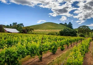 Private Tour Napa and Sonoma Valley Wine