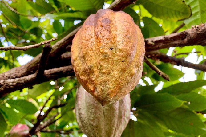 Grenada Herb & Spice Tour -Fort Frederick, Chocolate & Waterfalls
