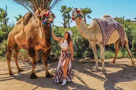 Camel Ride, UTV, and The Arch Tour with Lunch & Tequila Tasting!