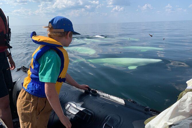 Churchill Belugas, Bears and Blooms Adventure