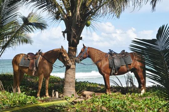 Horseback Riding Tour on the Beaches of Punta Cana