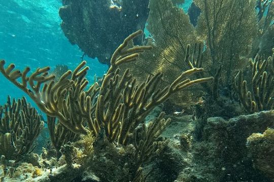 2 hour snorkeling in Arrecife de Puerto Morelos