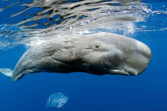 Private Whale and Dolphin Whale Watching Boat Tour