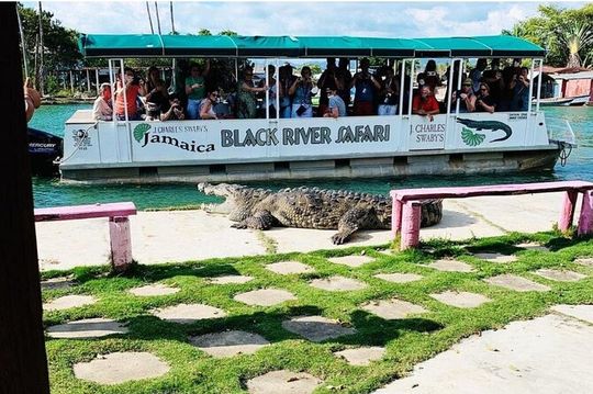 Private Black River Safari Guided Tour & YS Falls Tour