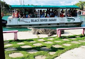 Private Black River Safari Guided Tour & YS Falls Tour