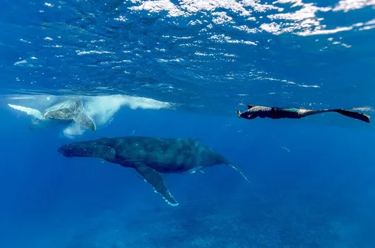 Bora Bora Whale Watching