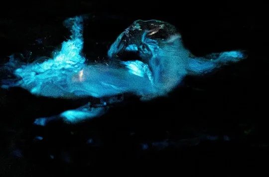 Kayak Tours and Rentals. Dolphins, Manatees, and Bioluminescence!