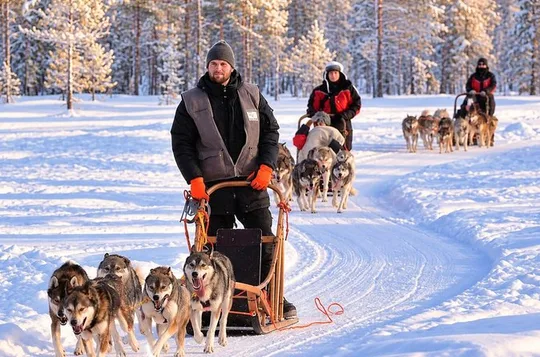 Husky Safari from Levi 2 KM or 5 KM with Husky Sledge Ride