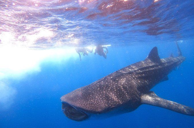 Swim with whale sharks on a private tour