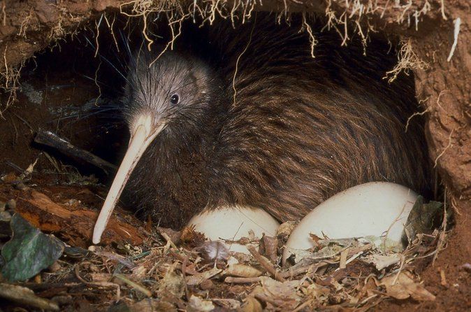 Kiwi Night Encounter at Nga Manu Nature Reserve