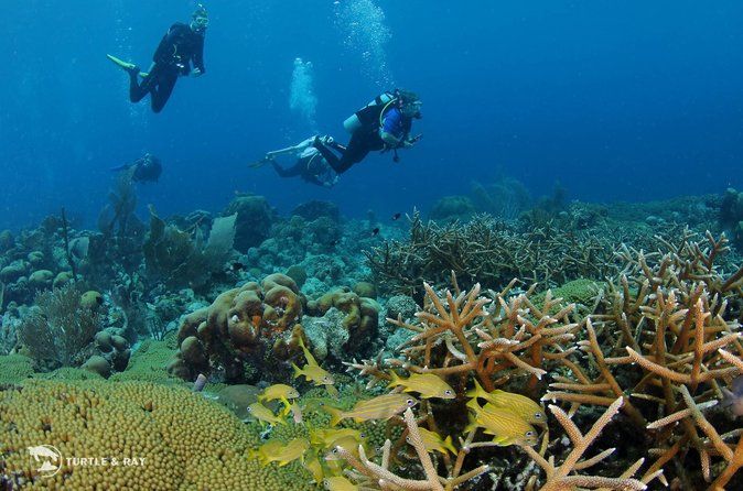 2 tank guided dive House Reef (Pierbaai Reef and Car Pile)