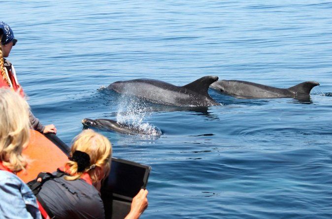 Dolphin Watching from Faro