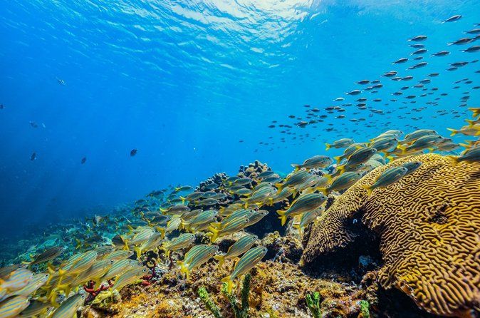 St Lucia Snorkeling Tour: Anse Chastanet Beach Day