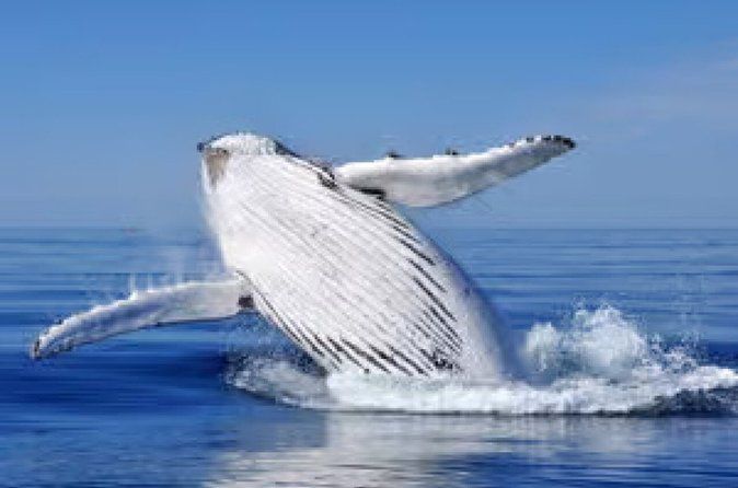 Humpback Whale Watching & Montaña Redonda