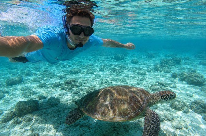 FANTASTIC Green Island and Sea Turtles - Half Day share boat trip