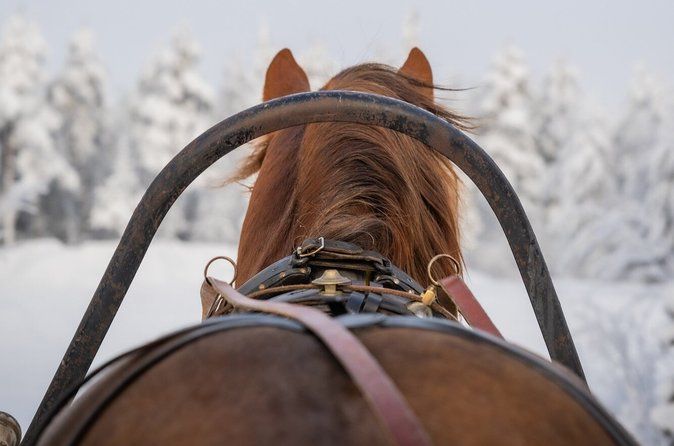 Traditional Finnhorse Sleigh Ride at SCV (30 min)