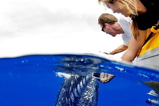 HIGH QUALITY Whale Watch Adventure Aboard Luxury Super Raft