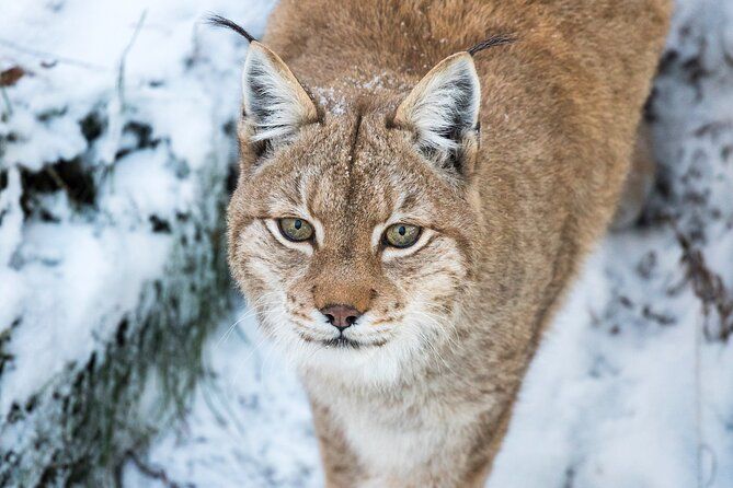 Ranua WildLife Zoo Park