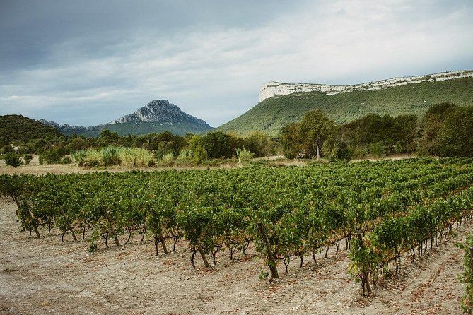 Hike & wine at the top of "Pic Saint Loup"
