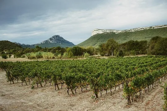 Hike & wine at the top of "Pic Saint Loup"