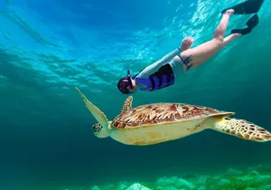 Riviera Maya Best Deal 3x1: Snorkeling, Zip Lines & Rappel