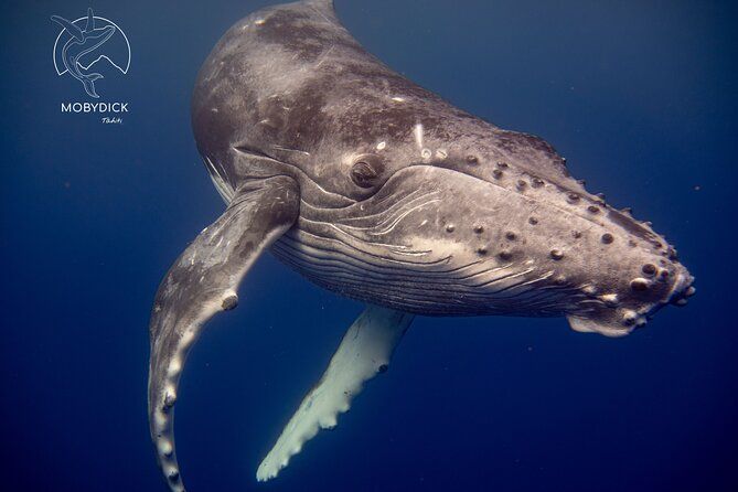 Whale trip "max 6 swimmers" - Mobydick Tahiti