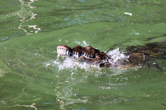 Black River Day Adventure Tour