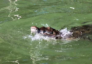 Black River Day Adventure Tour