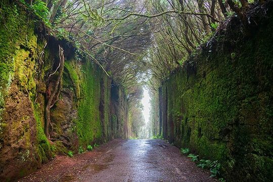 Nature and Culture Tour in Candelaria La Laguna and Anaga