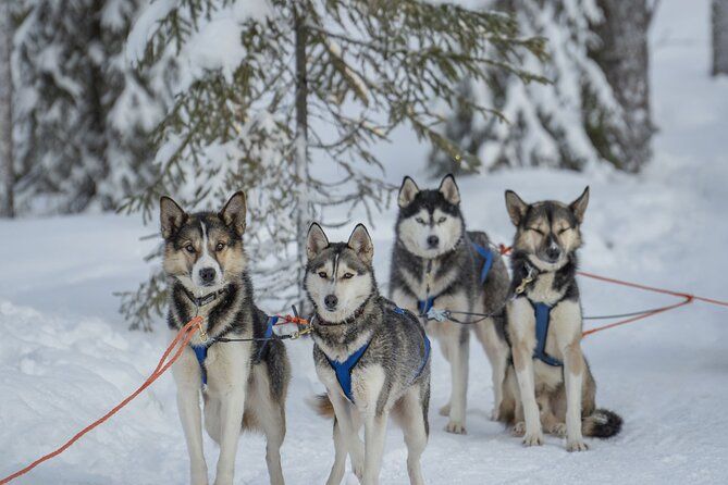 Ice Fishing and Husky