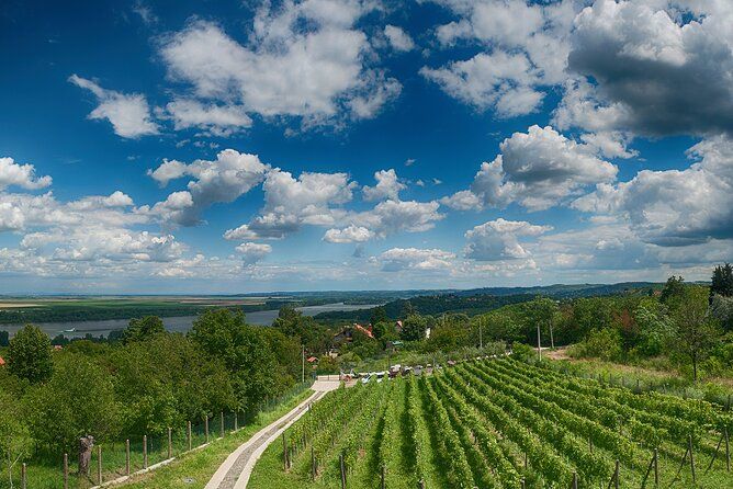 Natural wine tasting with great views